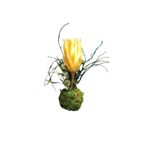 Kokedama - Gule blomster nuancer 18-20 cm