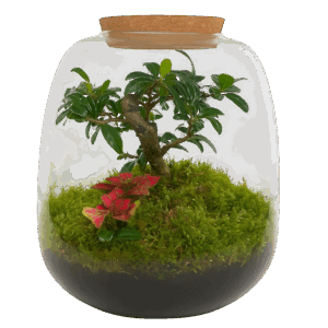 Biosfære med bonsaitræ og mos - Lukket jordbaseret økosystem