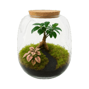 Biosfære med bonsaitræ og sort dekosten- Lukket jordbaseret økosystem