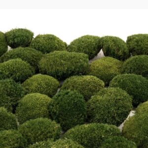 Mørk Pudemos i løsvægt