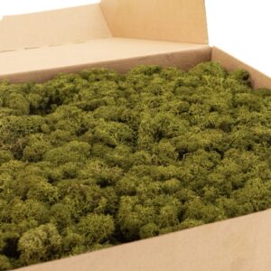 Konserveret rensdyrlav - Skov Grøn – premium kvalitet til dekorationer 🌿