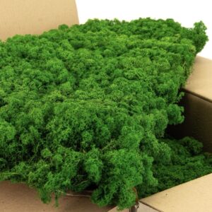 Konserveret rensdyrlav - Æbel Grøn – premium kvalitet til dekorationer 🌿