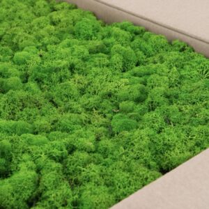 Konserveret rensdyrlav - Lyse Grøn – premium kvalitet til dekorationer 🌿